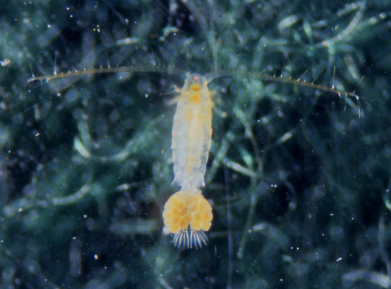 Copepoda female with eggs. Copepoda female with eggs. Credit: Betsy Leppo